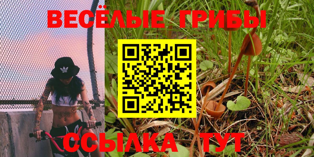 Псилоцибиновые грибы Cubensis Верхняя Пышма